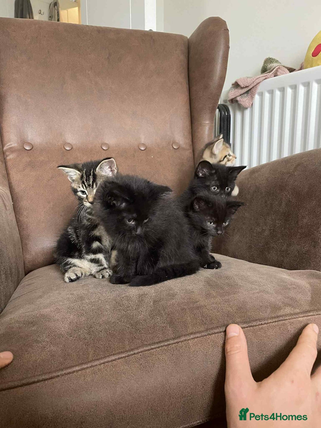 Mixed Breed cats for sale: 5 super cute kittens  - Image 16