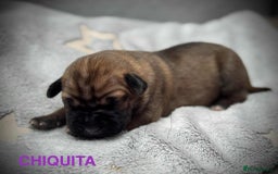 Cane Corso dogs for sale: 🐾✨ PatoSquad Kennel FCI Puppies ✨🐾 - Image 12