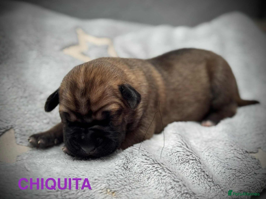 Cane Corso dogs for sale: 🐾✨ PatoSquad Kennel FCI Puppies ✨🐾 - Image 12