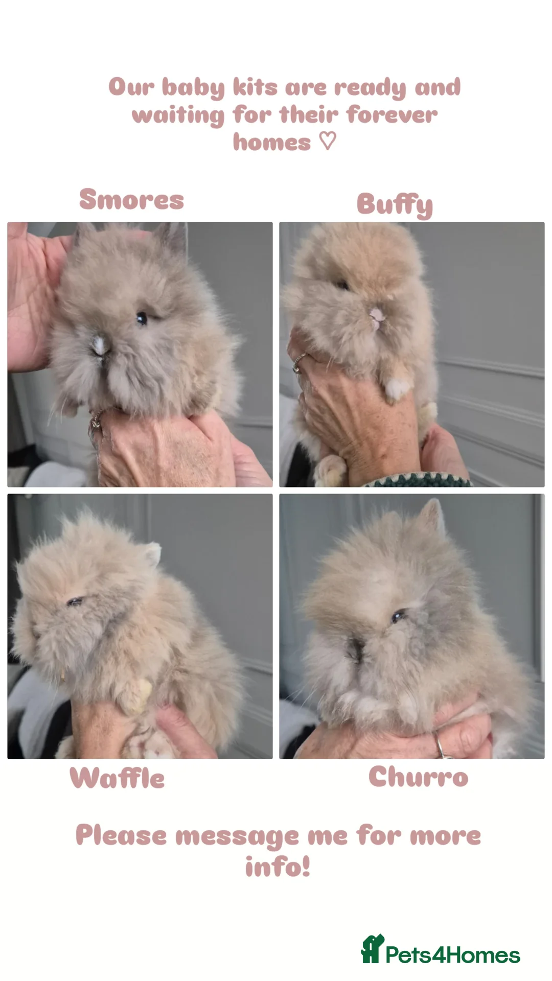 Lionhead rabbits for sale: Lionhead Dwarf Rabbits in Leicester - Advert 1