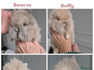 Lionhead rabbits Lionhead Dwarf Rabbits in Leicester - Advert 2