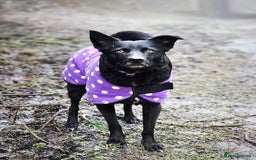 Mixed Breed dogs for adoption: JASMINE – Gorgeous Hungarian Mudi - Image 5