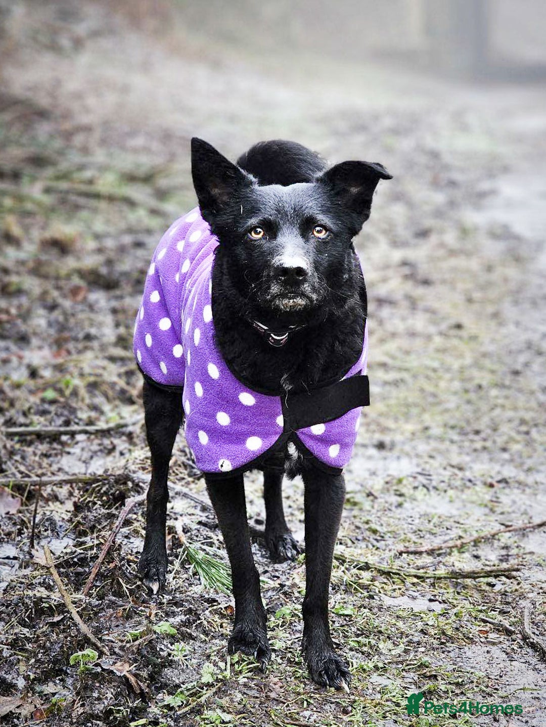 Mixed Breed dogs for adoption: JASMINE – Gorgeous Hungarian Mudi - Image 5