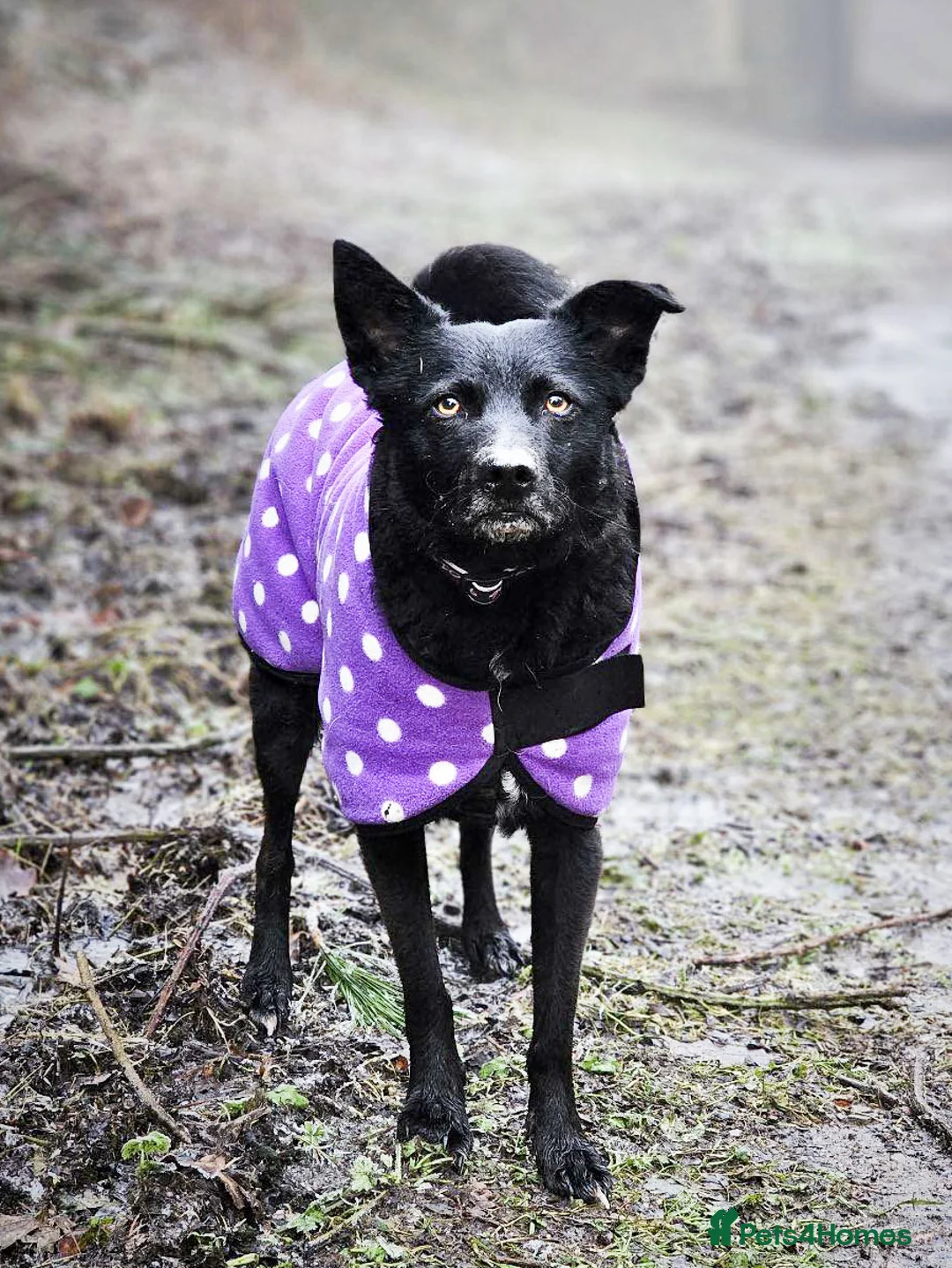 Mixed Breed dogs for adoption: JASMINE – Gorgeous Hungarian Mudi - Advert 5