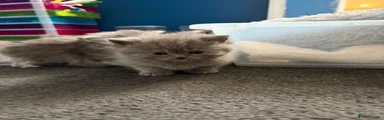 Persian Kitten 4