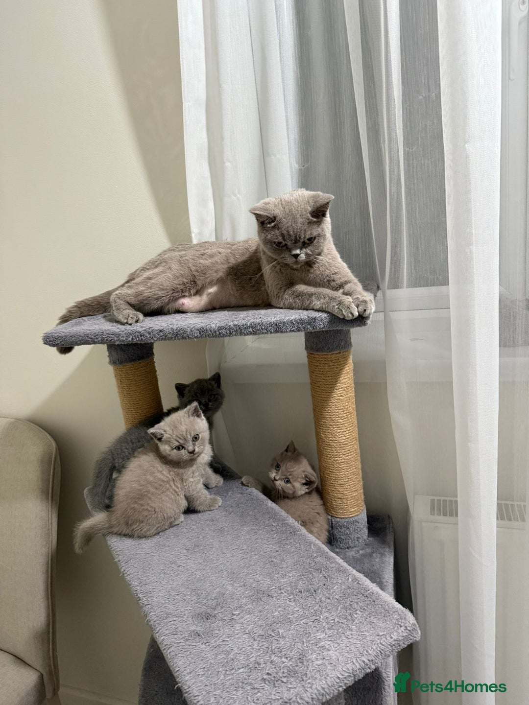 British Shorthair cats for sale: British shorthair kitten - Advert 19