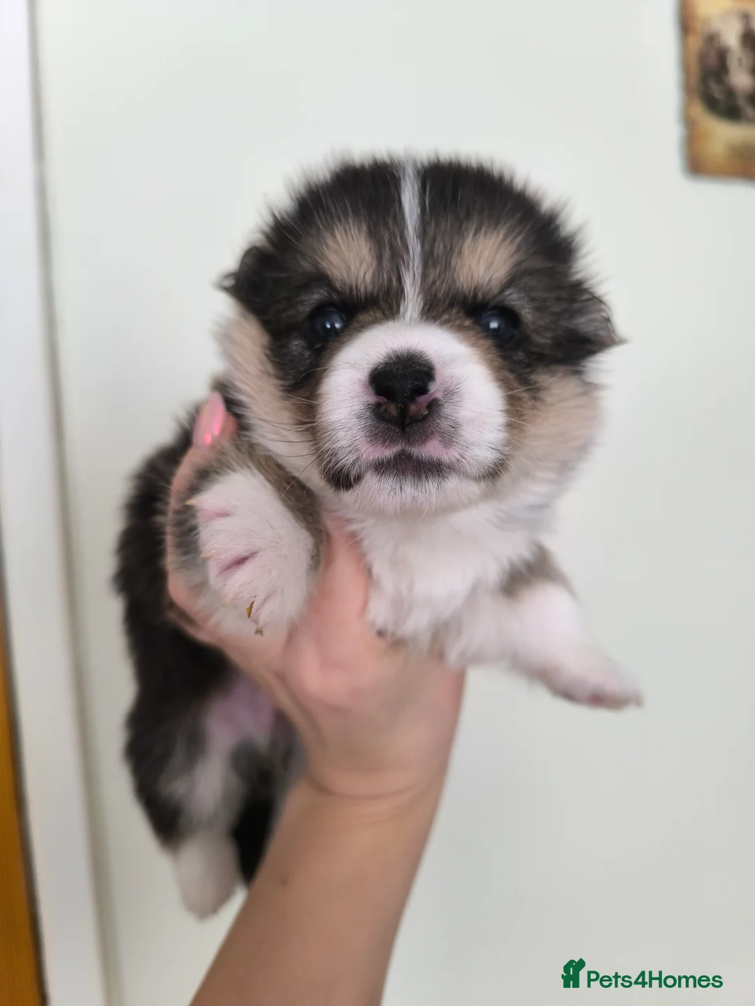 Welsh Corgi Pembroke dogs for sale: Stunning Corgi boys - Advert 6