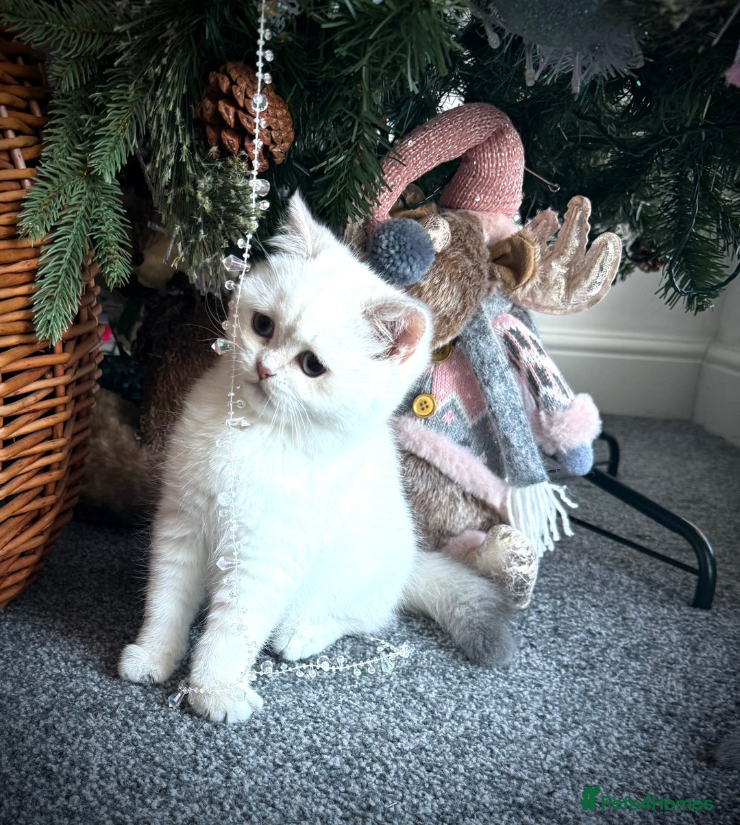 Scottish Fold cats for sale: 😻Last Two Stunning Scottish straight girls 😻 - Advert 12