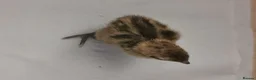 Quail poultry for sale: Mixed Coturnix Quail chicks - Advert 20