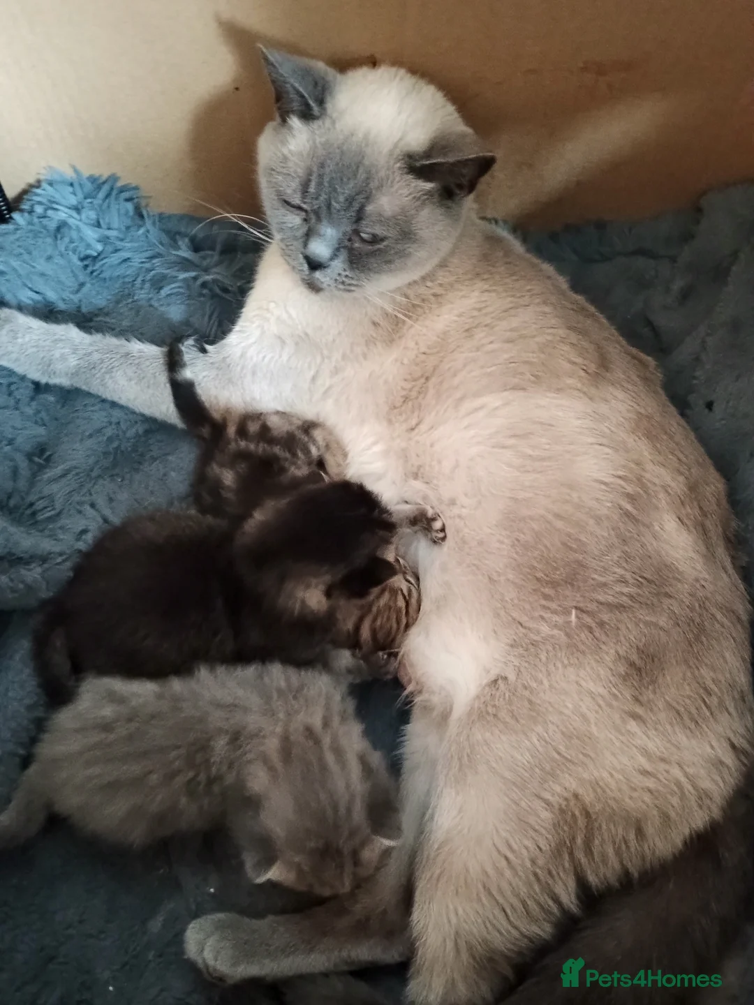 British Shorthair cats for sale: Fully vaccs British shorthair kittens.Ready now - Advert 2