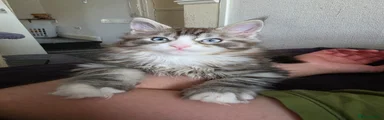 Maine Coon Kitten 1