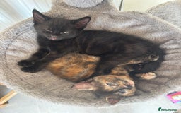 Mixed Breed cats for sale: Kittens ready for forever homes - Image 3
