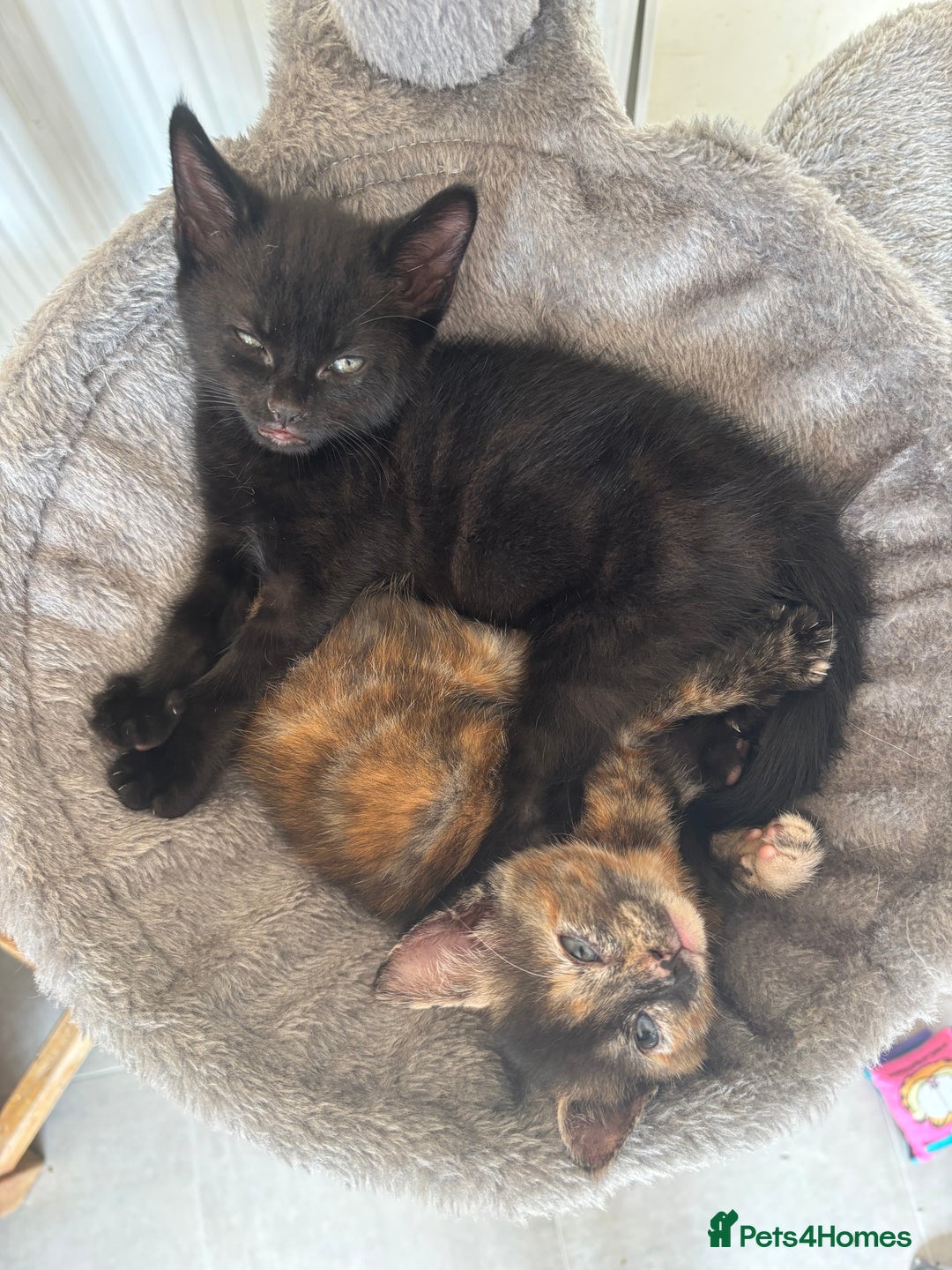 Mixed Breed cats for sale: Kittens ready for forever homes - Image 3