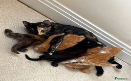 Persian cats for sale: Two Beautiful Half Persian Male Kittens  - Image 7