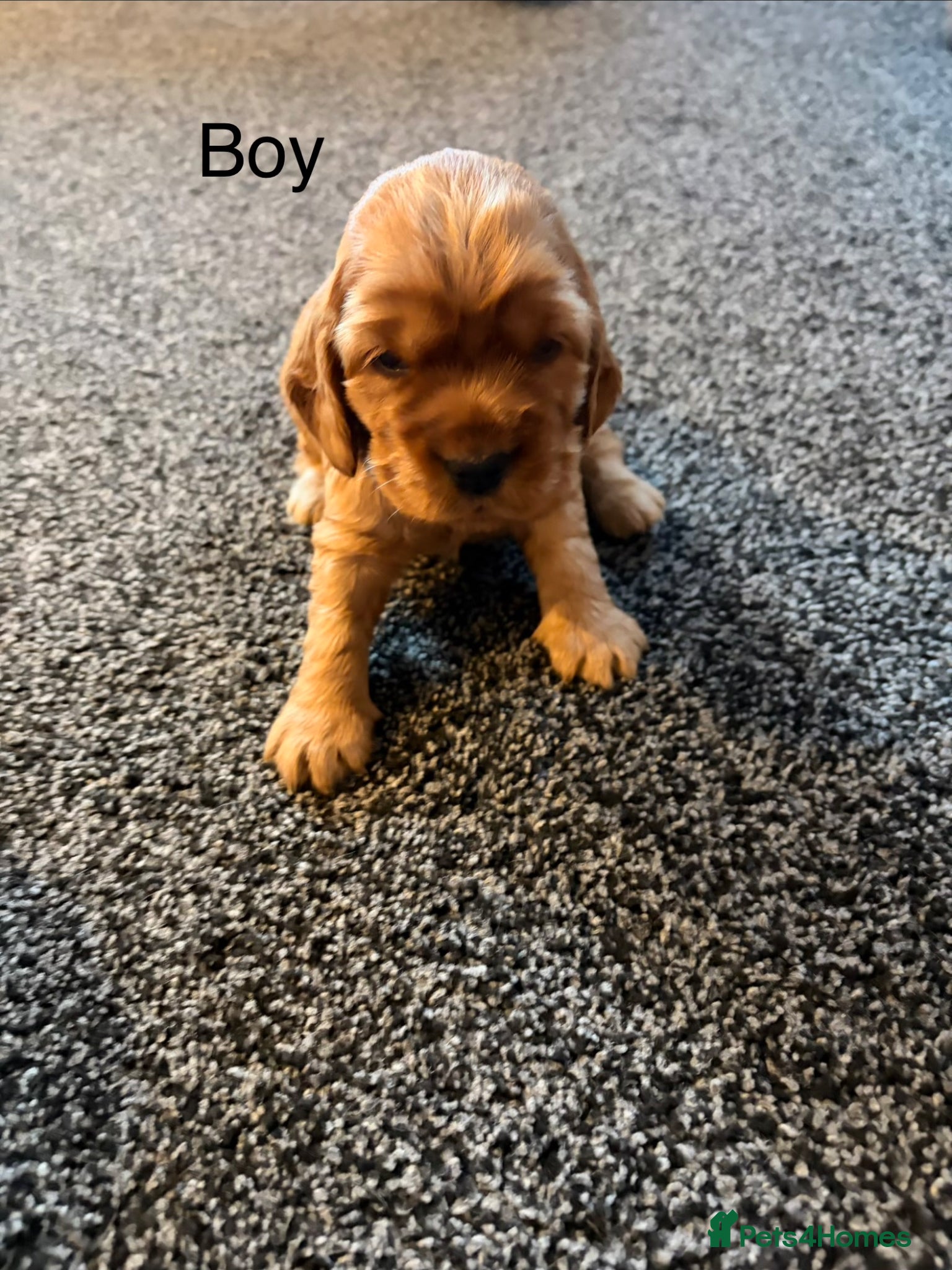 Cocker Spaniel dogs 1 boy show cocker spaniel puppies left - Advert 1