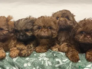 Shih Tzu dogs Adorable Miniature Shih Tzu Puppies - Advert 3