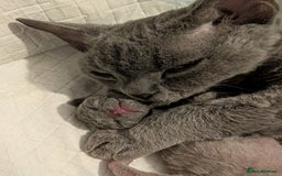 Devon Rex cats for sale: Blue & Lilac Devon Rex Kittens Taking Reservations - Image 2