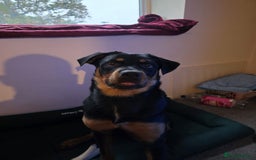 Rottweiler dogs for sale: Minnie for sale  - Image 5