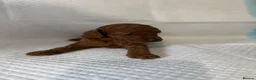 Miniature Poodle dogs for sale: Deep red kc reg miniture poodle puppy’s  - Advert 8