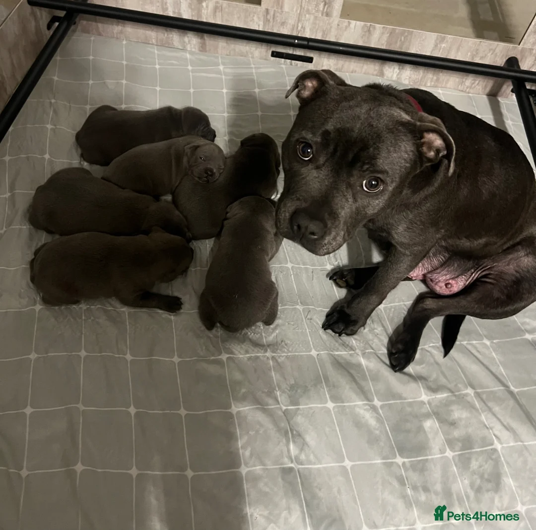 Staffordshire Bull Terrier dogs for sale: Blue KC registered Staffordshire bull terrier  - Advert 7