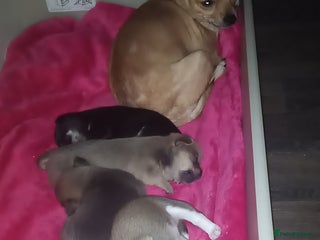 Chihuahua dogs 2 female chihuahuas - Advert 1