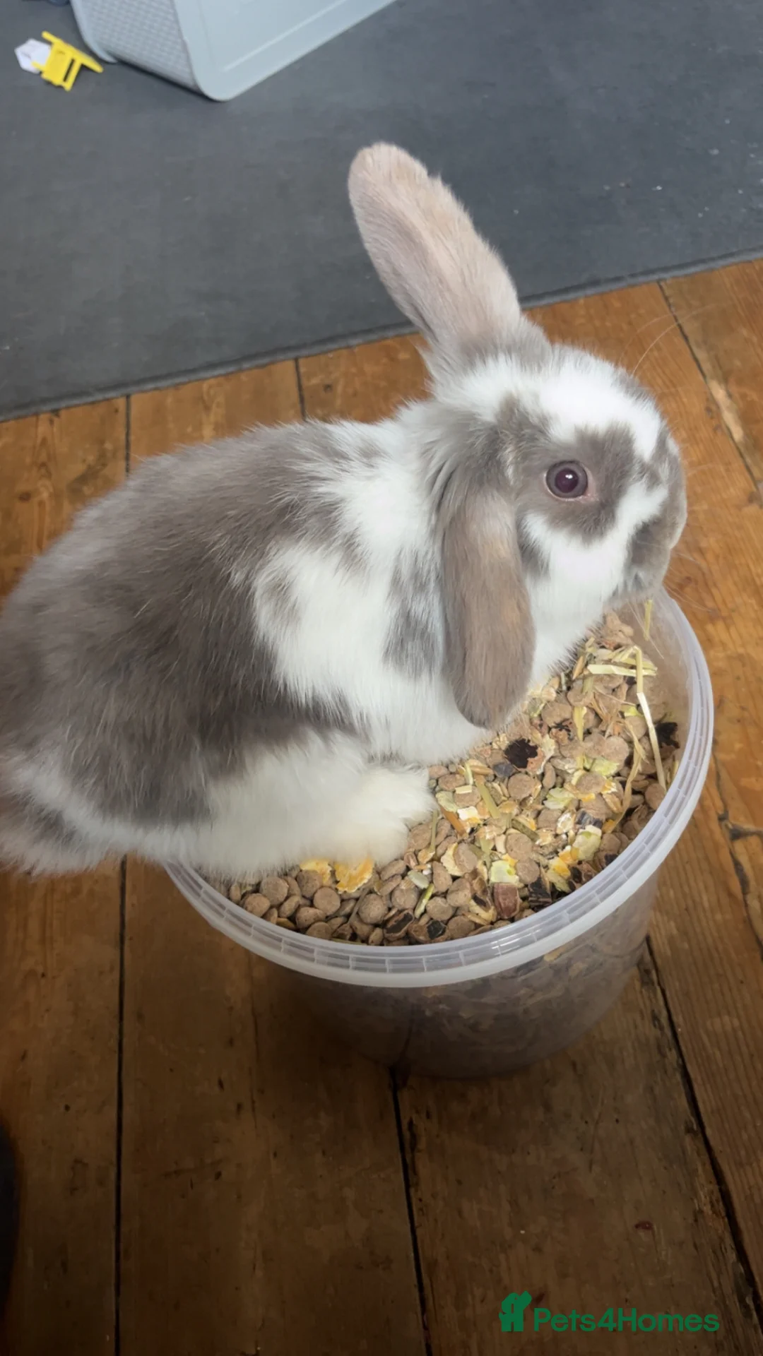 Mini Lop rabbits for sale: Mini lop / Netherland dwarf  - Advert 2