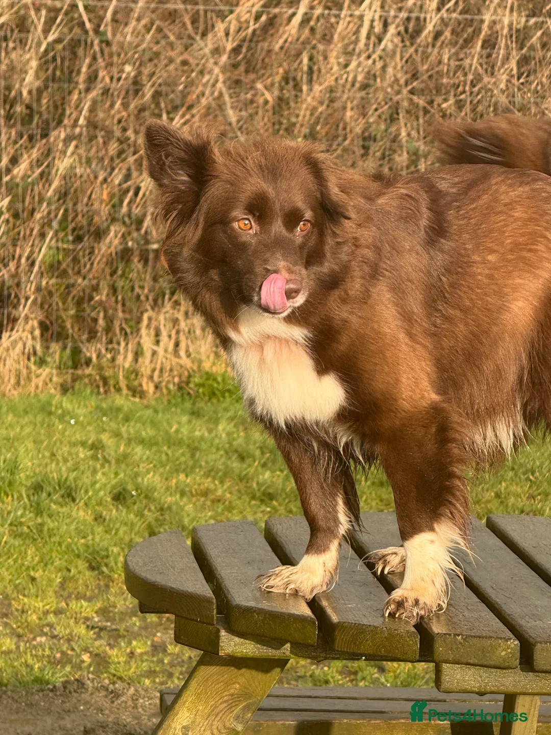 Mixed Breed dogs for sale: 6 Australian Shepherd X Springer x terrier puppies - Advert 2