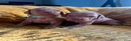Hungarian Vizsla dogs for sale: Beautiful Hungarian Vizsla puppies available  in Boston - Advert 7