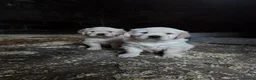 Golden Retriever dogs for sale: Beautiful Golden Retriever Puppies - Advert 3