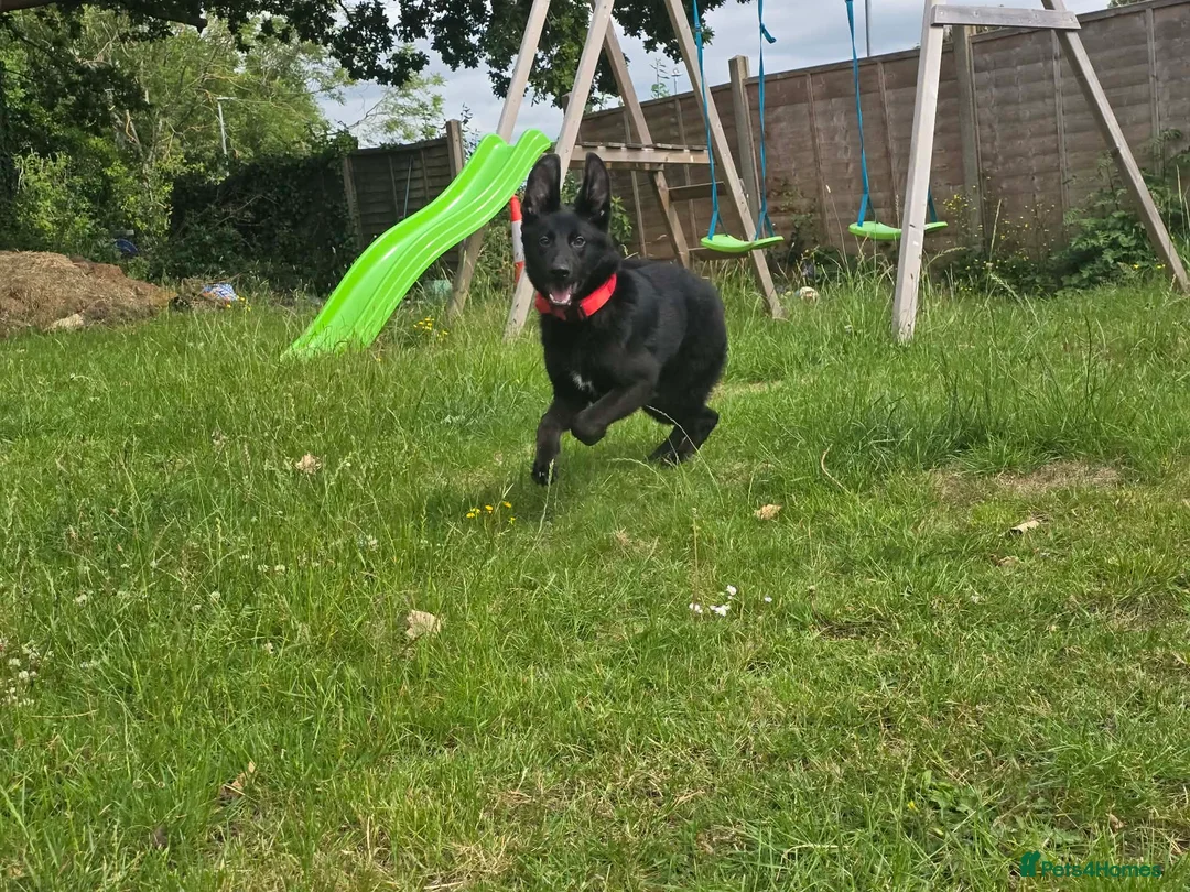 German Shepherd dogs for sale: Young German shepherd bitch  - Advert 2