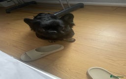 French Bulldog dogs for sale: Fluffy Male Frenchy Black and Tan 🐾🐾 - Image 6