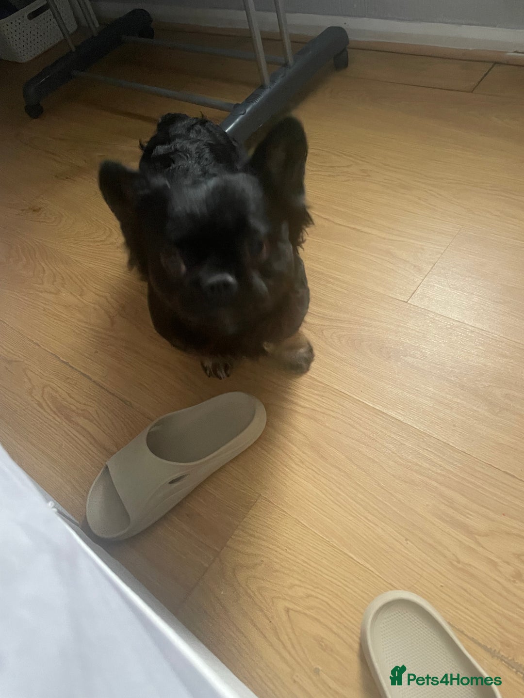 French Bulldog dogs for sale: Fluffy Male Frenchy Black and Tan 🐾🐾 - Image 6