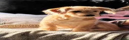Mixed Breed dogs for sale: Golden female doxiepoo 5 mo in Westcliff-on-Sea - Advert 3