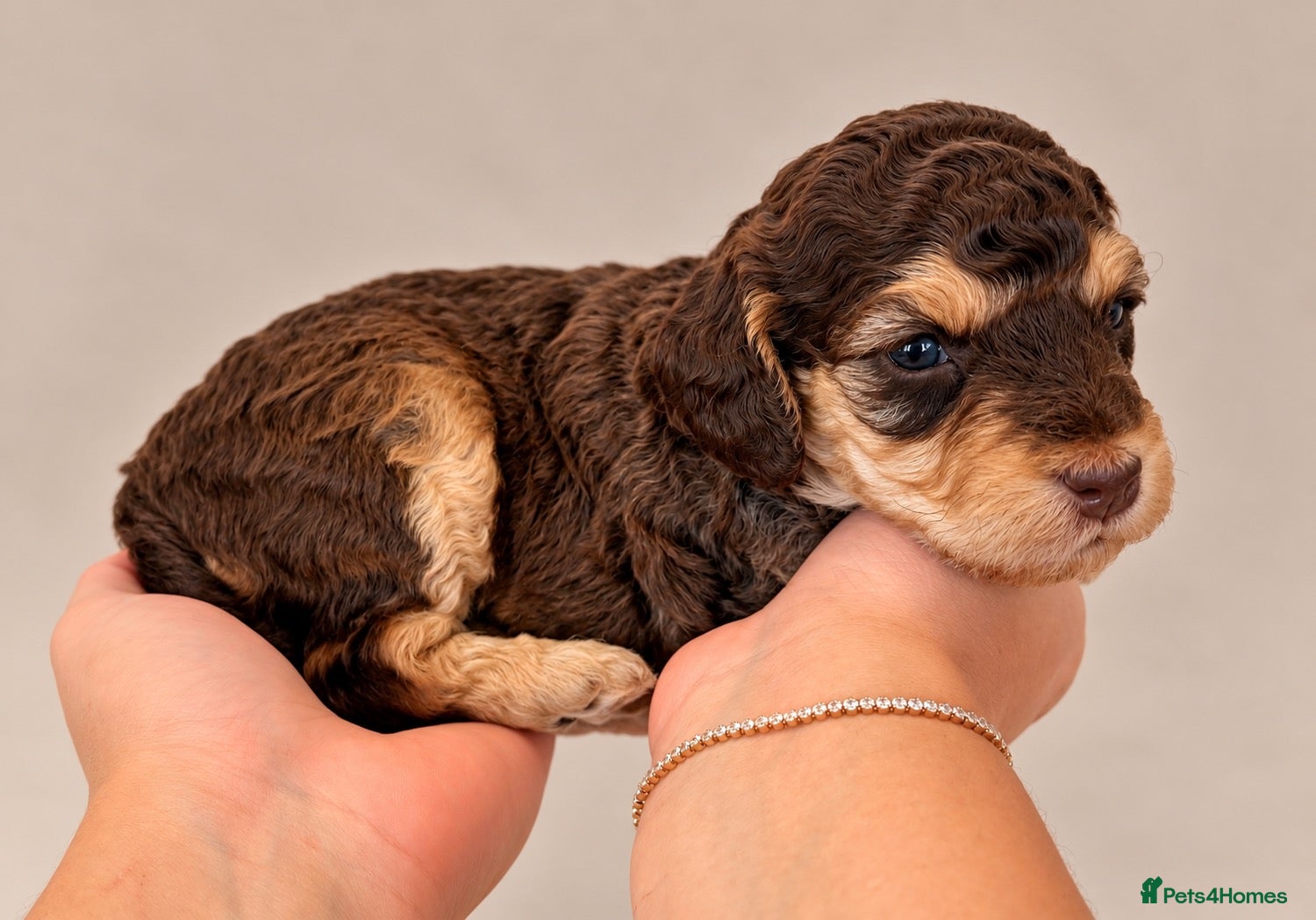 Cockapoo dogs Extensively DNA Tested Cockapoo Puppies 🧬 - Advert 2