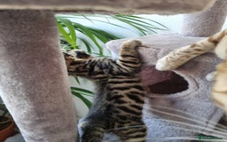 Bengal cats for sale: Last Glitter Brown Bengal - Image 9