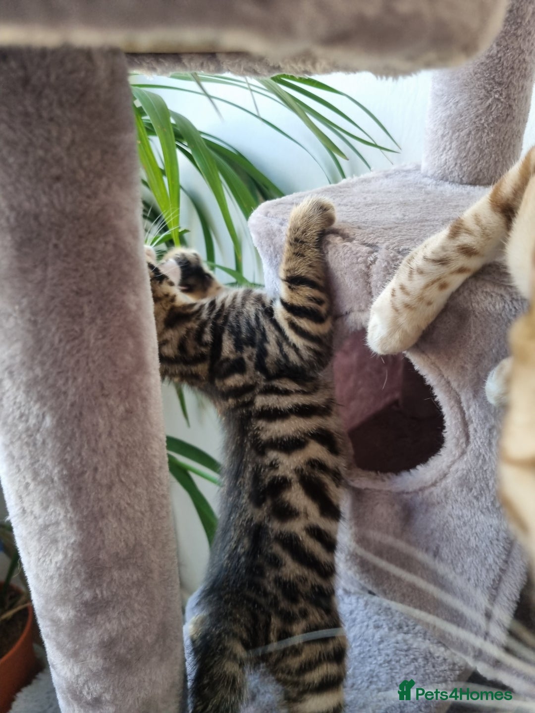 Bengal cats for sale: Last Glitter Brown Bengal - Image 9