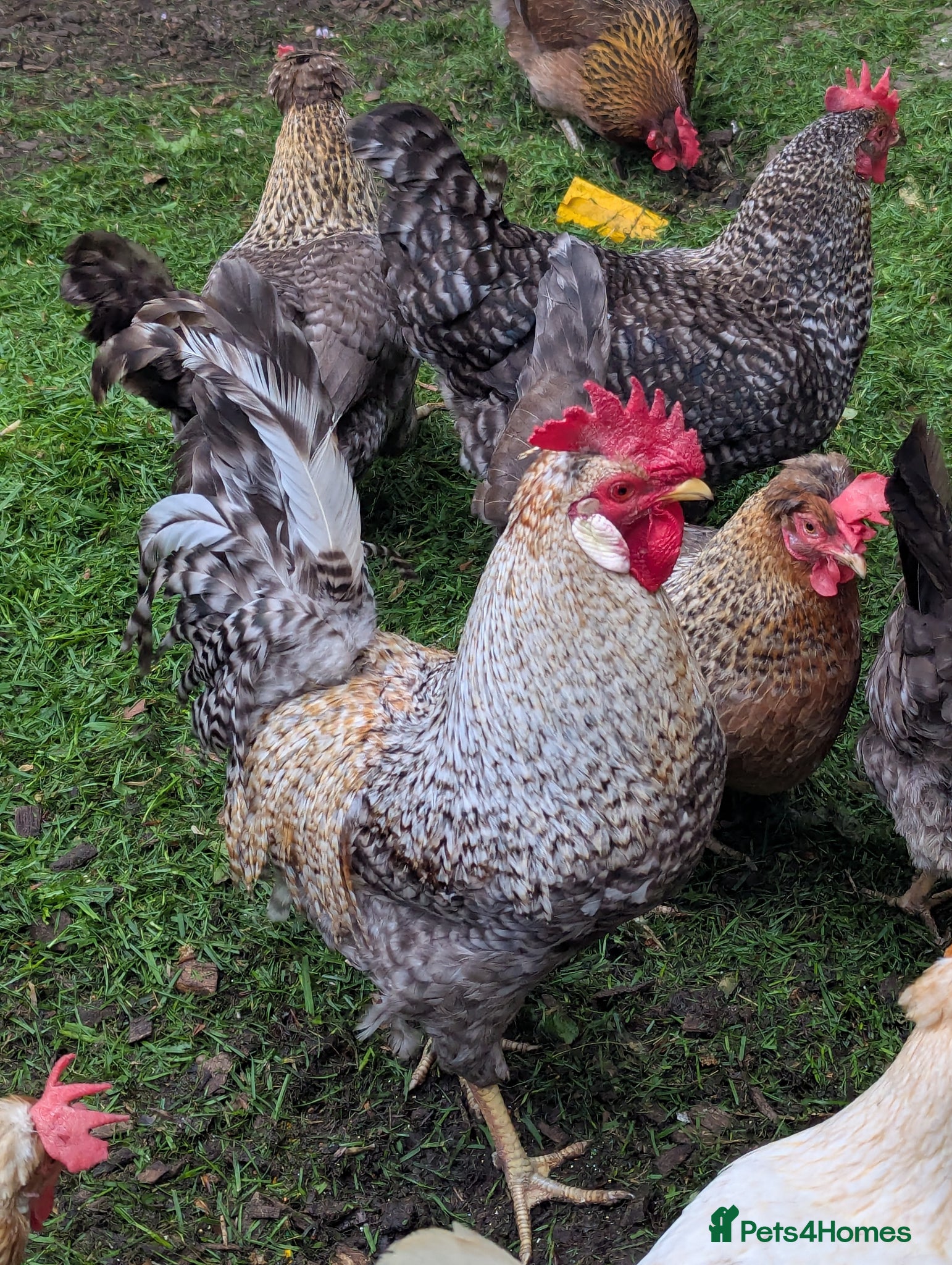Chickens poultry Cream Legbar cockerel - Advert 4