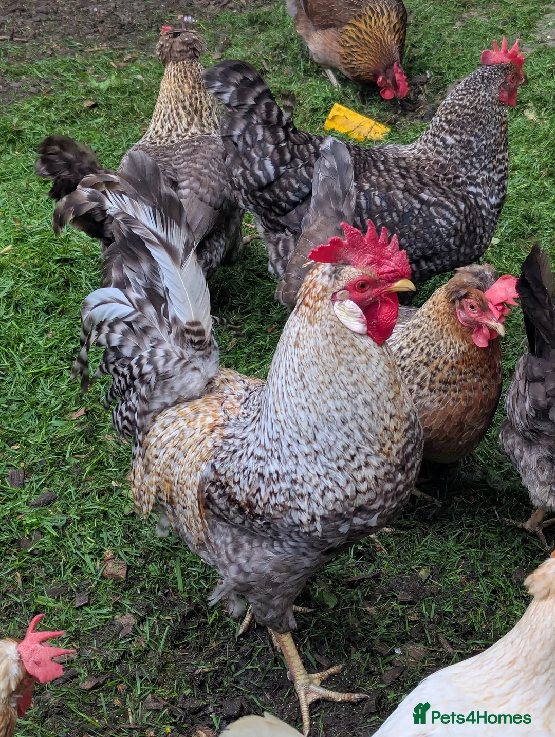 Chickens poultry for sale: Cream Legbar cockerel and hens  - Advert 1