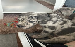 Great Dane dogs for sale: KC registered blue Great Dane puppies - Image 16