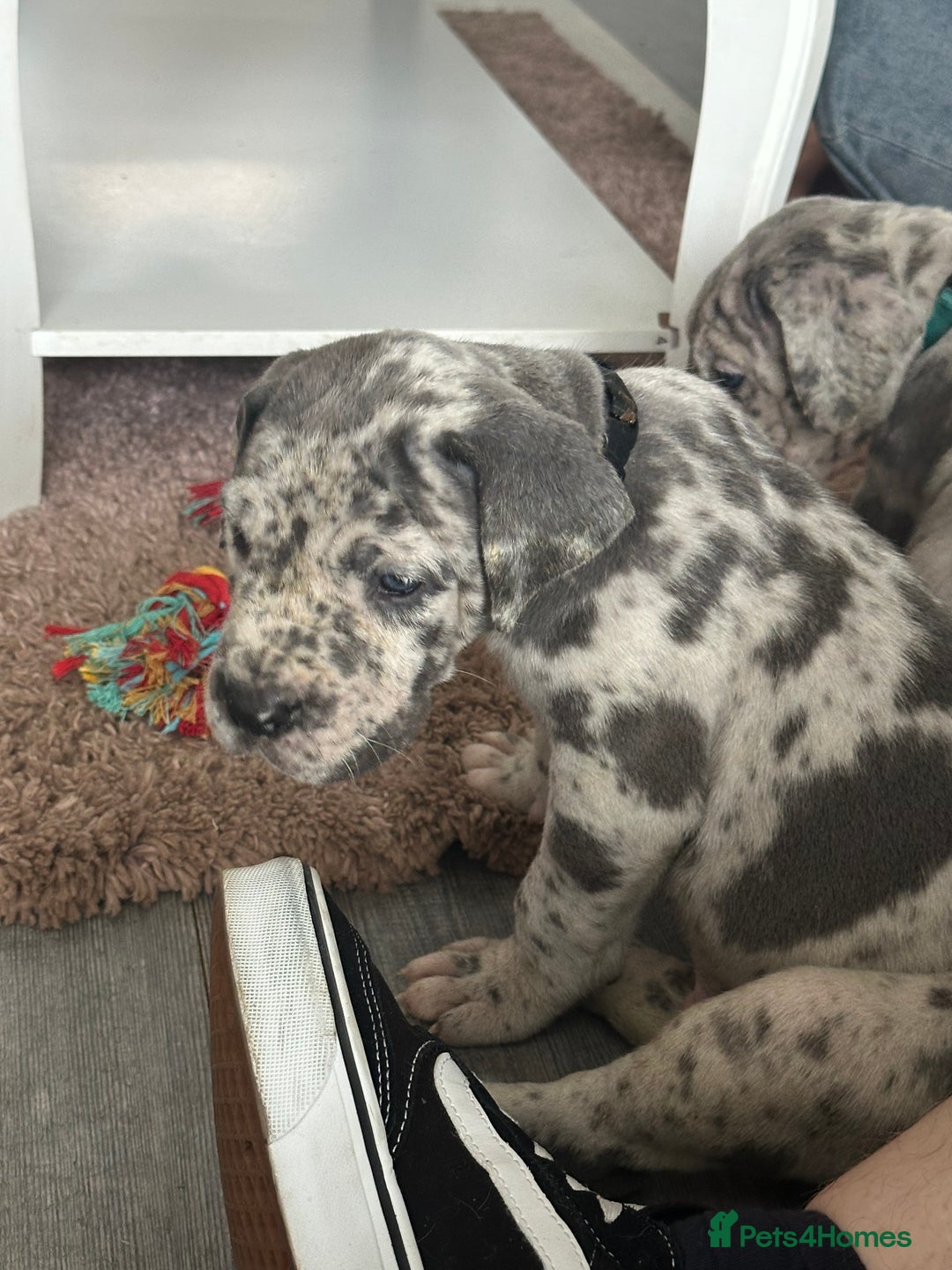 Great Dane dogs for sale: KC registered blue Great Dane puppies - Image 16