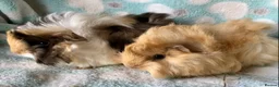 Guinea Pig rodents for sale: Baby Peruvians now Reserved  - Advert 3