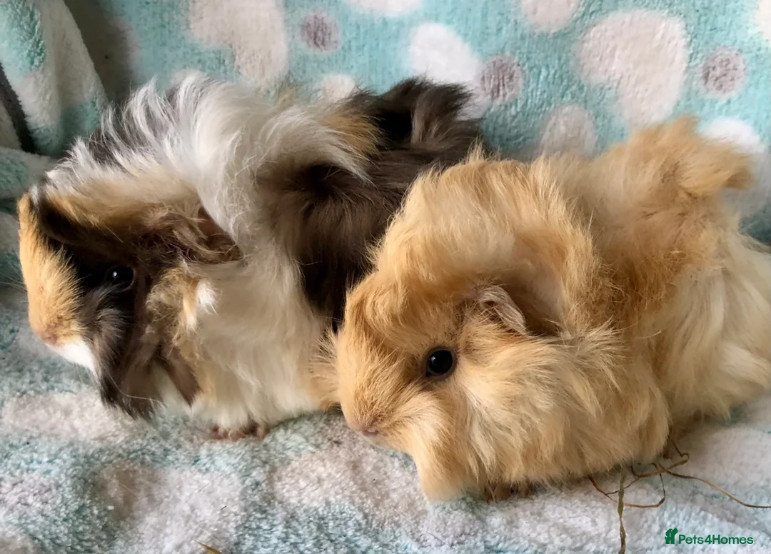 Guinea Pig rodents for sale: Baby Peruvians now Reserved  - Advert 3