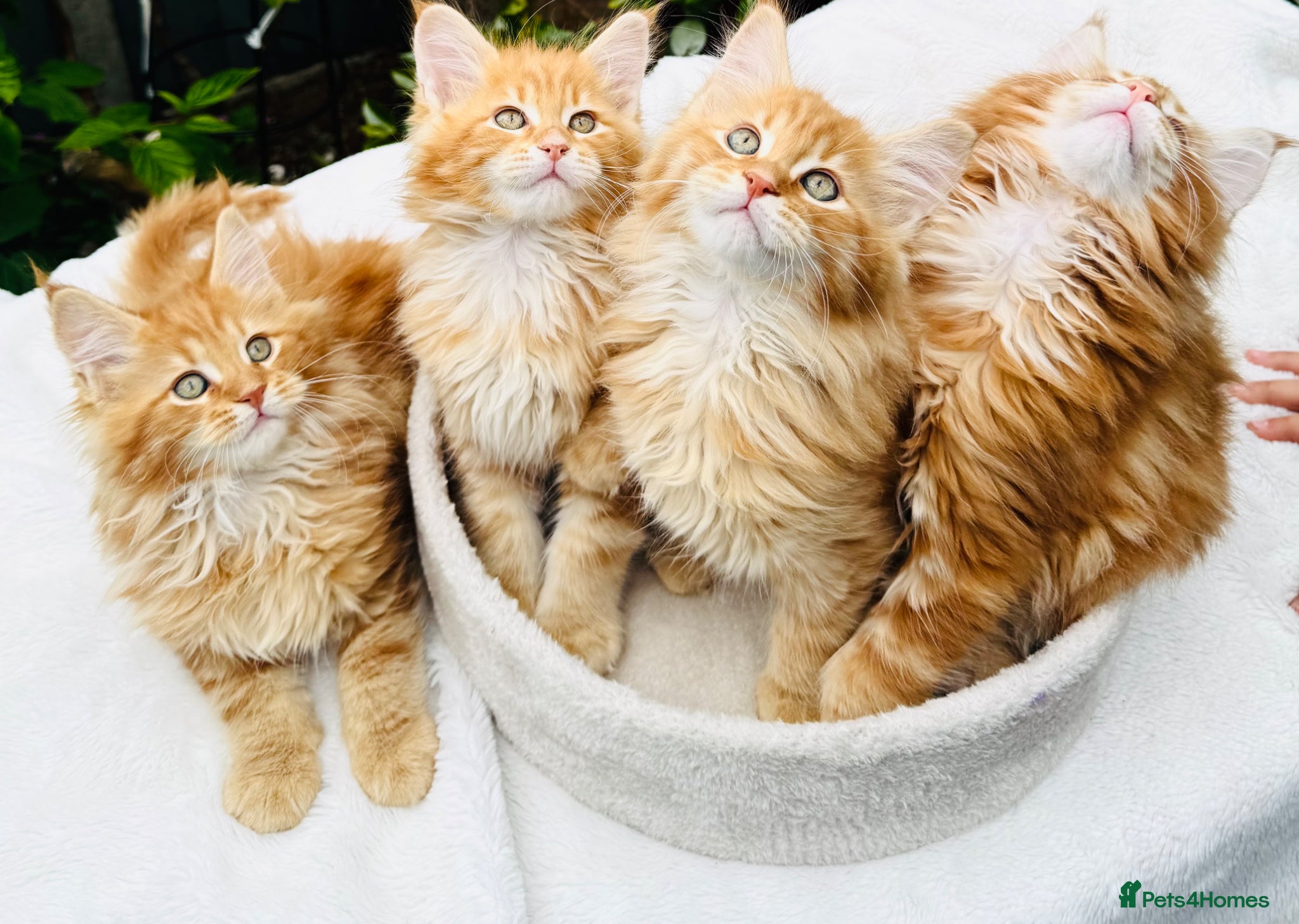 Maine Coon cats Pure breed Maine coon kittens  - Advert 1