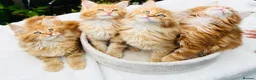 Maine Coon cats for sale: Pure breed Maine coon kittens  - Advert 2