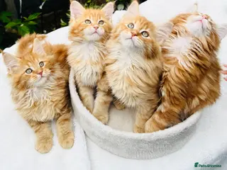 Maine Coon cats Pure breed Maine coon kittens - Advert 10