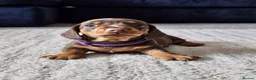 Miniature Dachshund dogs for sale: READY NOW KC reg miniature dachshund  - Advert 33