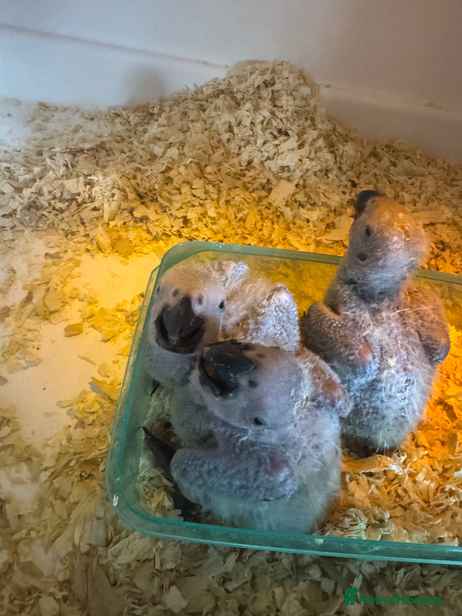Parrots birds for sale: Baby hand reared African Greys  in Ellesmere Port - Advert 1