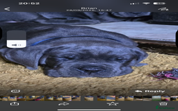 Cane Corso dogs for sale: Cane corso  - Image 7