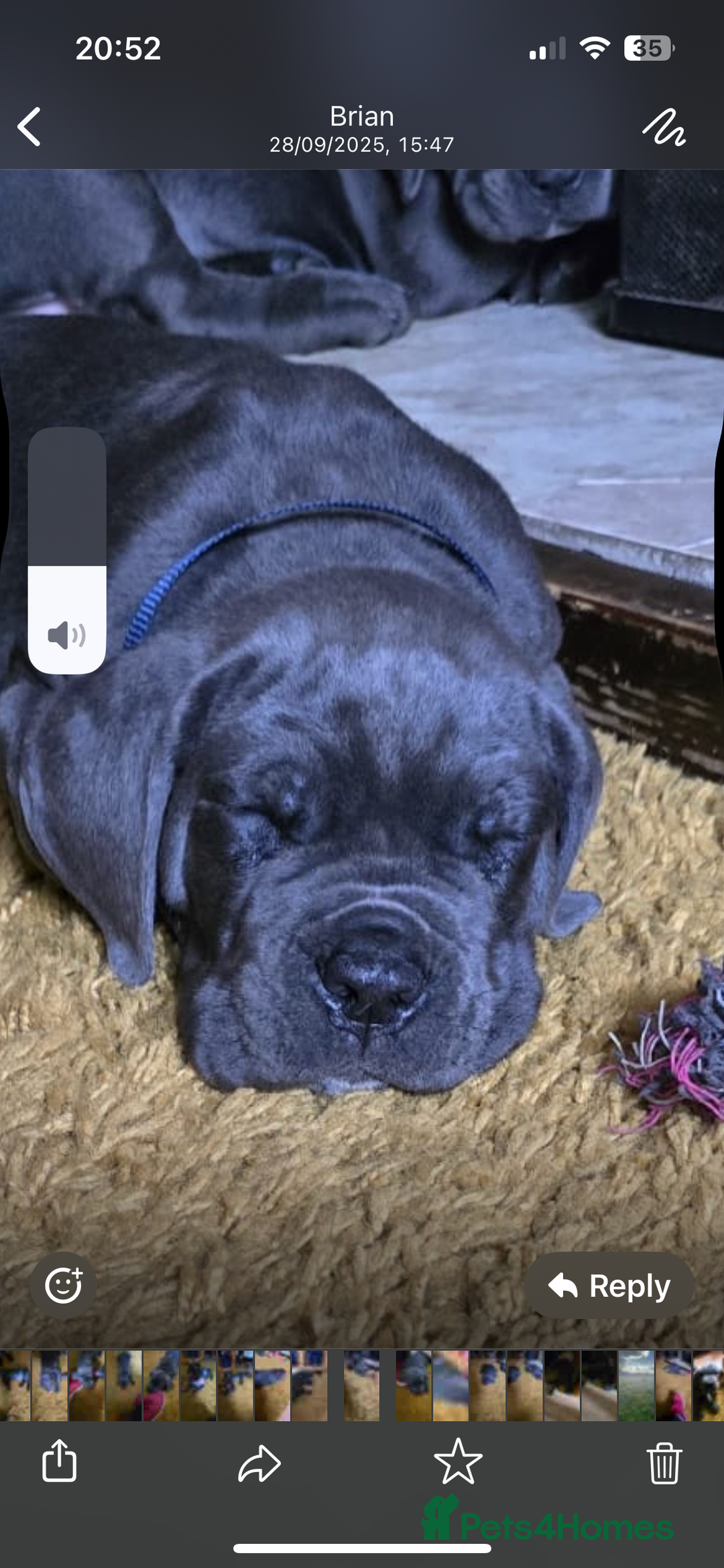 Cane Corso dogs for sale: Cane corso  - Image 7