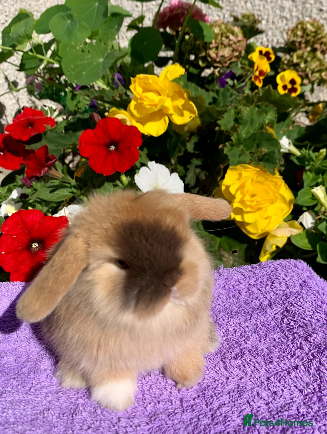 Mini Lop rabbits for sale: Gorgeous purebred baby mini lops ready to reserve - Advert 14